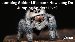 A close-up of a jumping spider highlighting its vibrant eyes and fuzzy legs, illustrating the topic 'how long do jumping spiders live.'