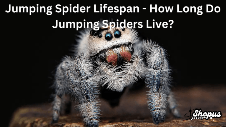 Jumping Spiders’ Lifespan: How Long Do They Really Live?