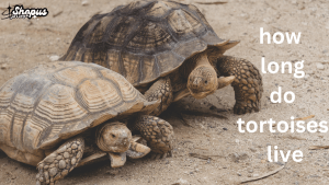 Two tortoises resting on a sandy surface with the text 'how long do tortoises live' displayed on the right. The tortoises have textured, patterned shells and are positioned close to each other in a natural outdoor environment.