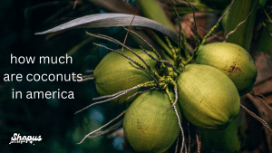 how much are coconuts in america - close-up of green coconuts hanging from a tree with a natural background